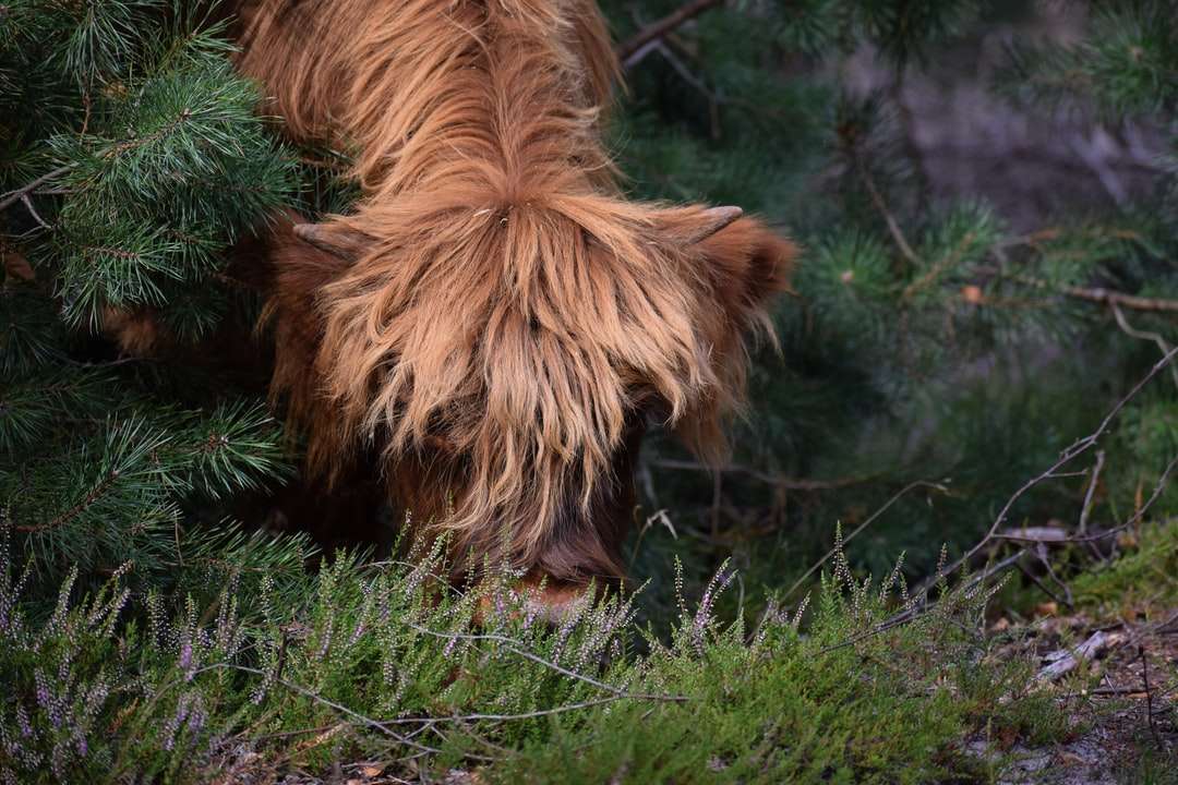 barna, hosszú szőrű kis kutya, zöld füves területen kirakós online