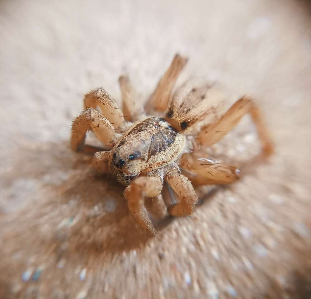 Araña marrón sobre textil blanco rompecabezas en línea