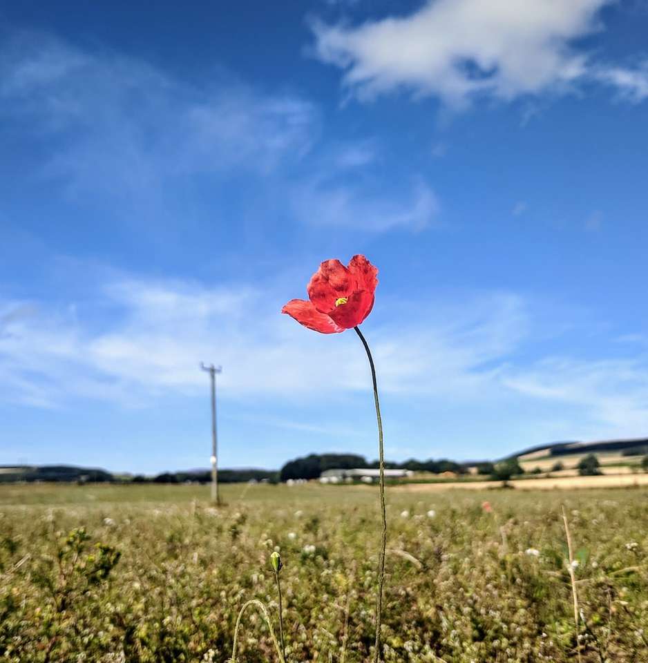 piros virág, zöld füves területen napközben kirakós online