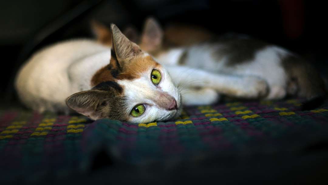 білий і коричневий кіт, лежачи на багатобарвний текстиль онлайн пазл