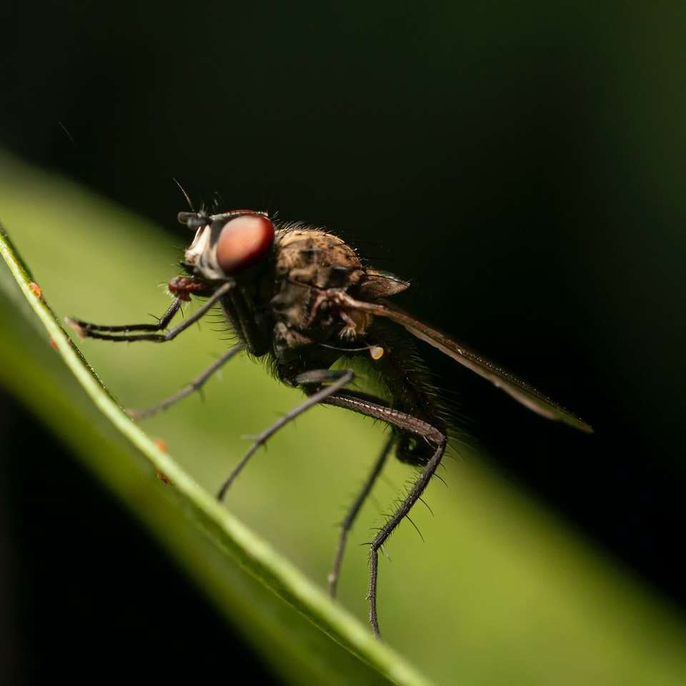 brown fly perched on green leaf in close up photography online puzzle