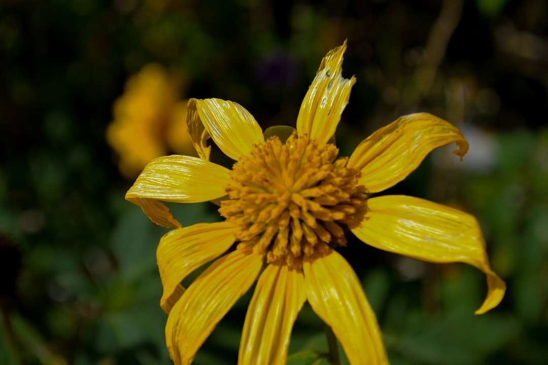 fleur jaune dans l'objectif tilt shift puzzle