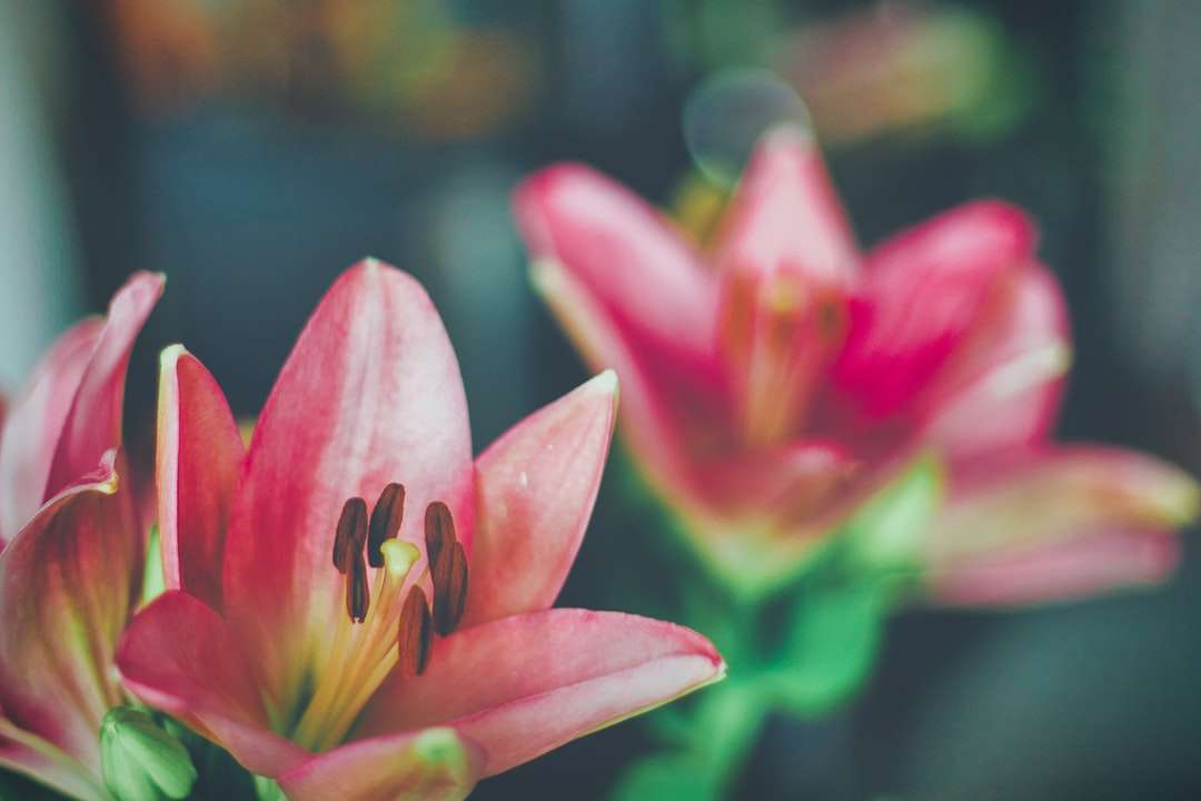 розовый цветок лотоса цветет в дневное время пазл онлайн
