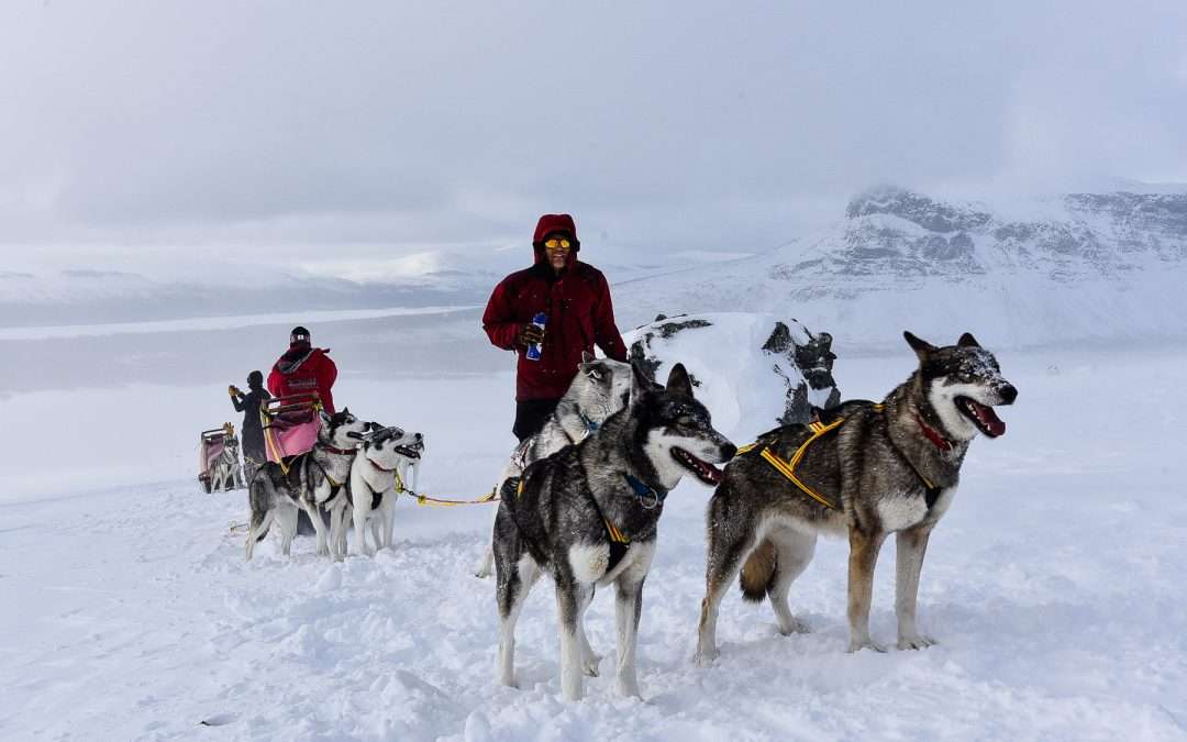 dog sled in Lapland online puzzle