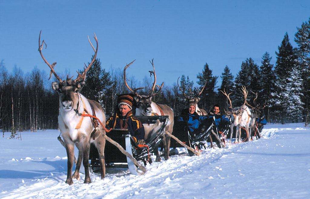 северни елени, впрегнати в Лапландия онлайн пъзел