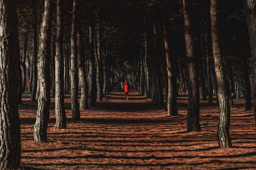 person i röd skjorta som står på bruna torkade löv pussel på nätet
