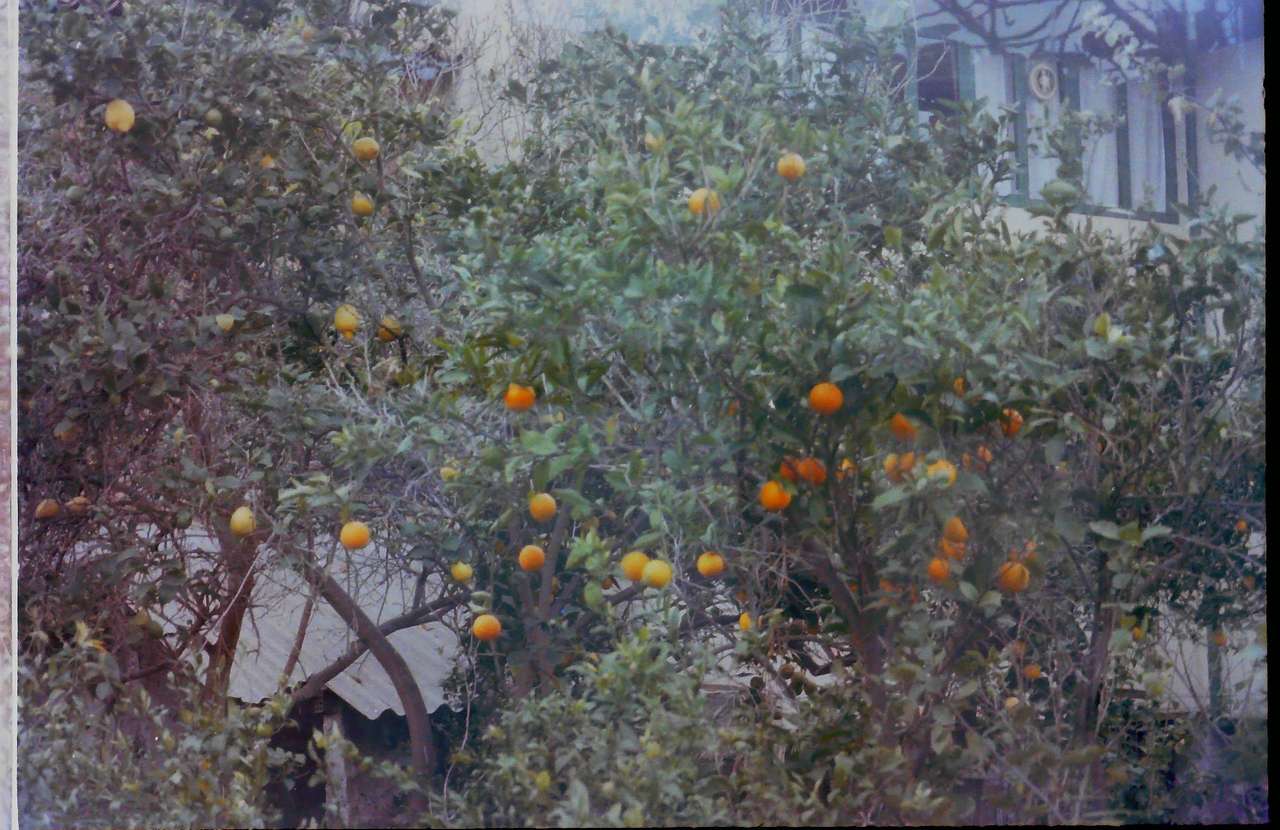несколько апельсиновых деревьев пазл онлайн