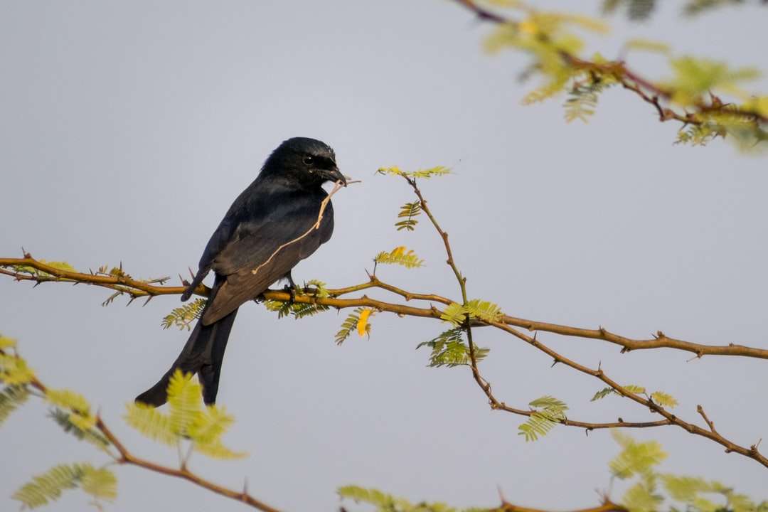 черна птица, кацнала на клона на дървото през деня онлайн пъзел