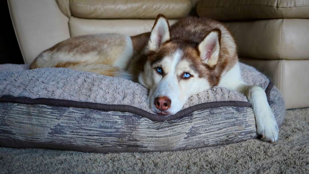 witte en bruine Siberische husky liggend op grijze houten vloer legpuzzel online