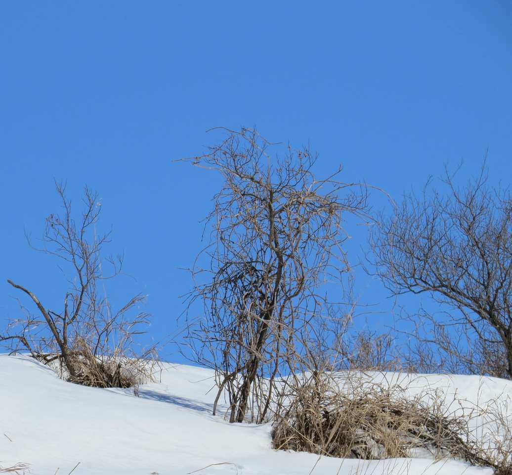 Árbol sin hojas sobre suelo cubierto de nieve bajo un cielo azul rompecabezas en línea