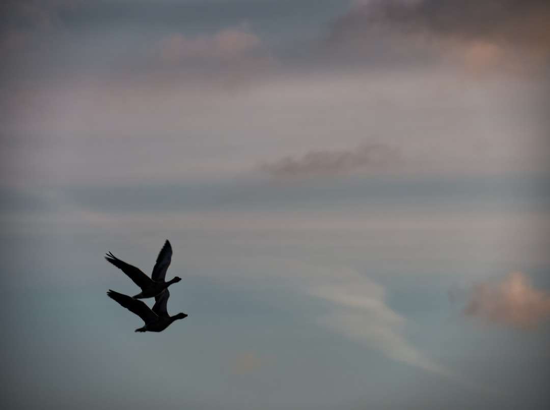 pták létající přes mraky během dne skládačky online