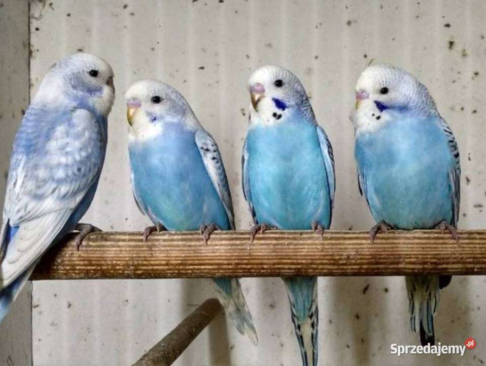 zvlněné papoušky skládačky online