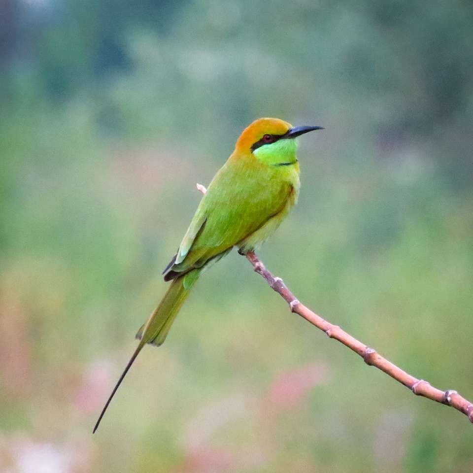 зелена и кафява птица на кафяво дърво онлайн пъзел