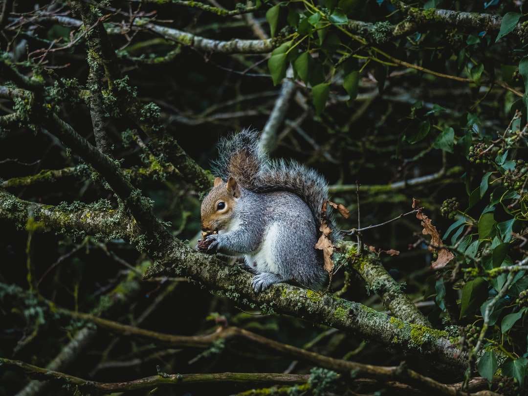γκρι σκίουρος σε κλαδί δέντρου κατά τη διάρκεια της ημέρας παζλ online