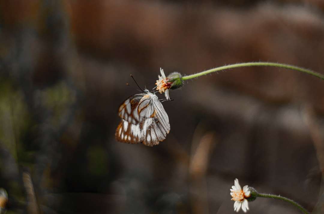 λευκή και μαύρη πεταλούδα σκαρφαλωμένη σε λευκό λουλούδι online παζλ