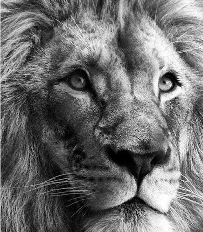 hlava krále divočiny, lva онлайн-пазл