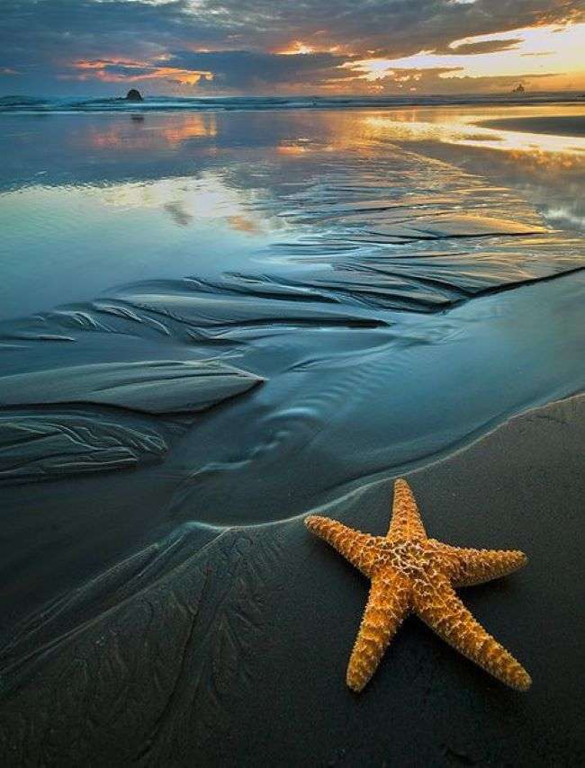 Playa con estrella de mar rompecabezas en línea