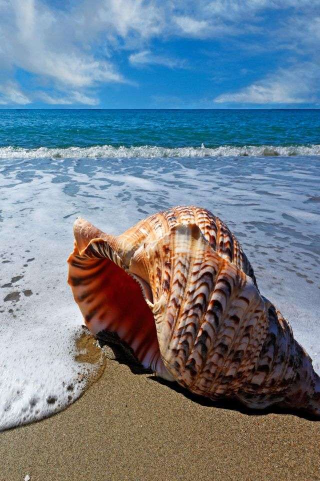 Пляж з морською раковиною пазл онлайн