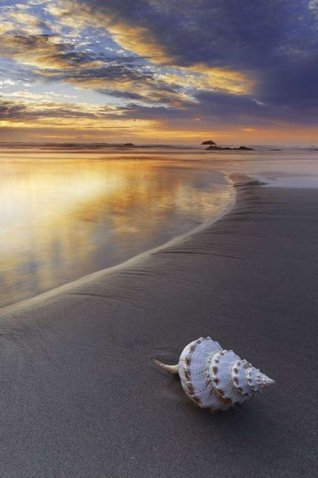 Beach with a seashell online puzzle