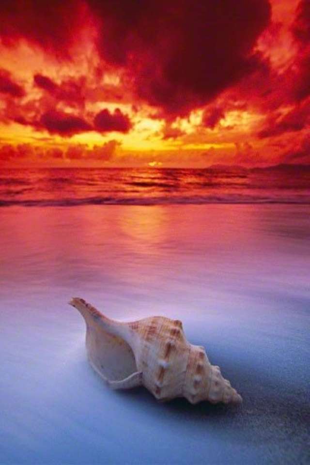 Beach with a seashell jigsaw puzzle online