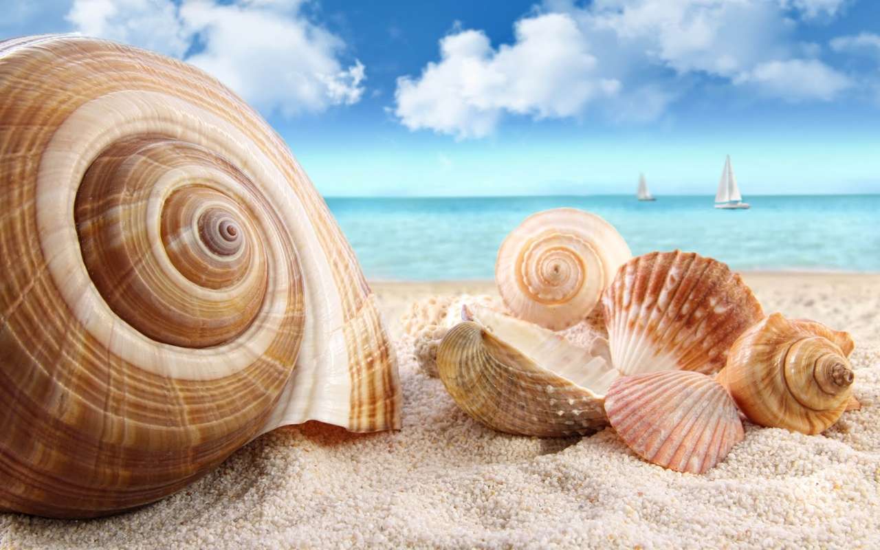 Beach with shells online puzzle
