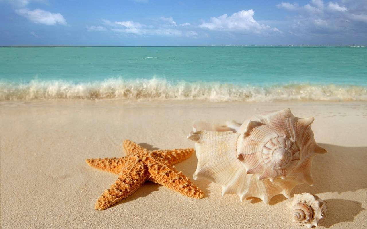 Плаж с черупки и морски звезди онлайн пъзел