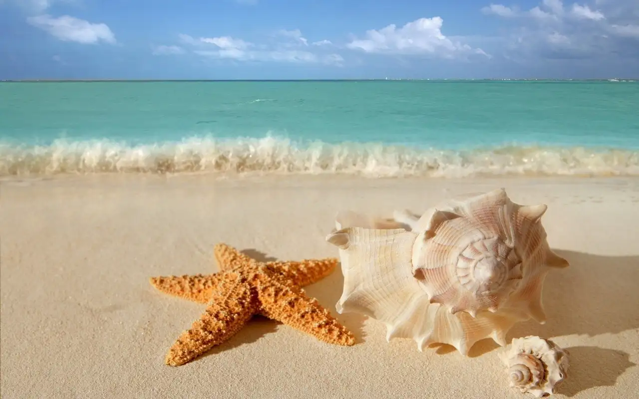 Spiaggia con conchiglie e stelle marine - puzzle online