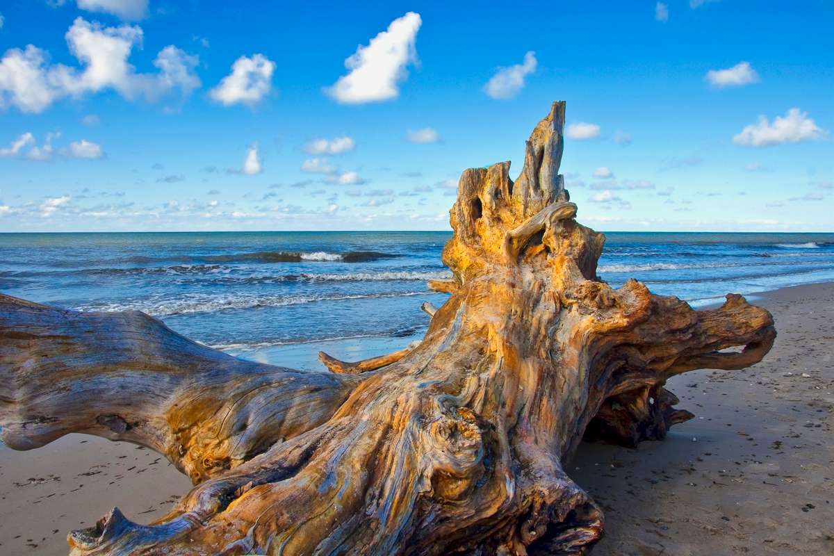 Деревянный обломок у моря пазл онлайн