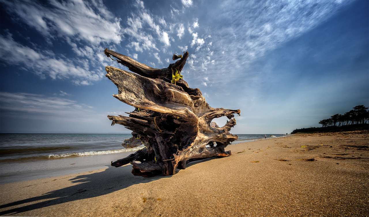 Destroços de madeira à beira-mar puzzle online