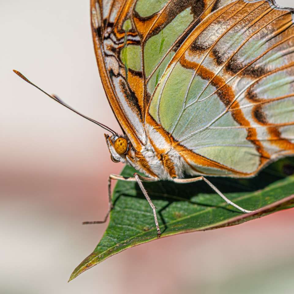 коричневая и синяя бабочка на зеленом листе онлайн-пазл