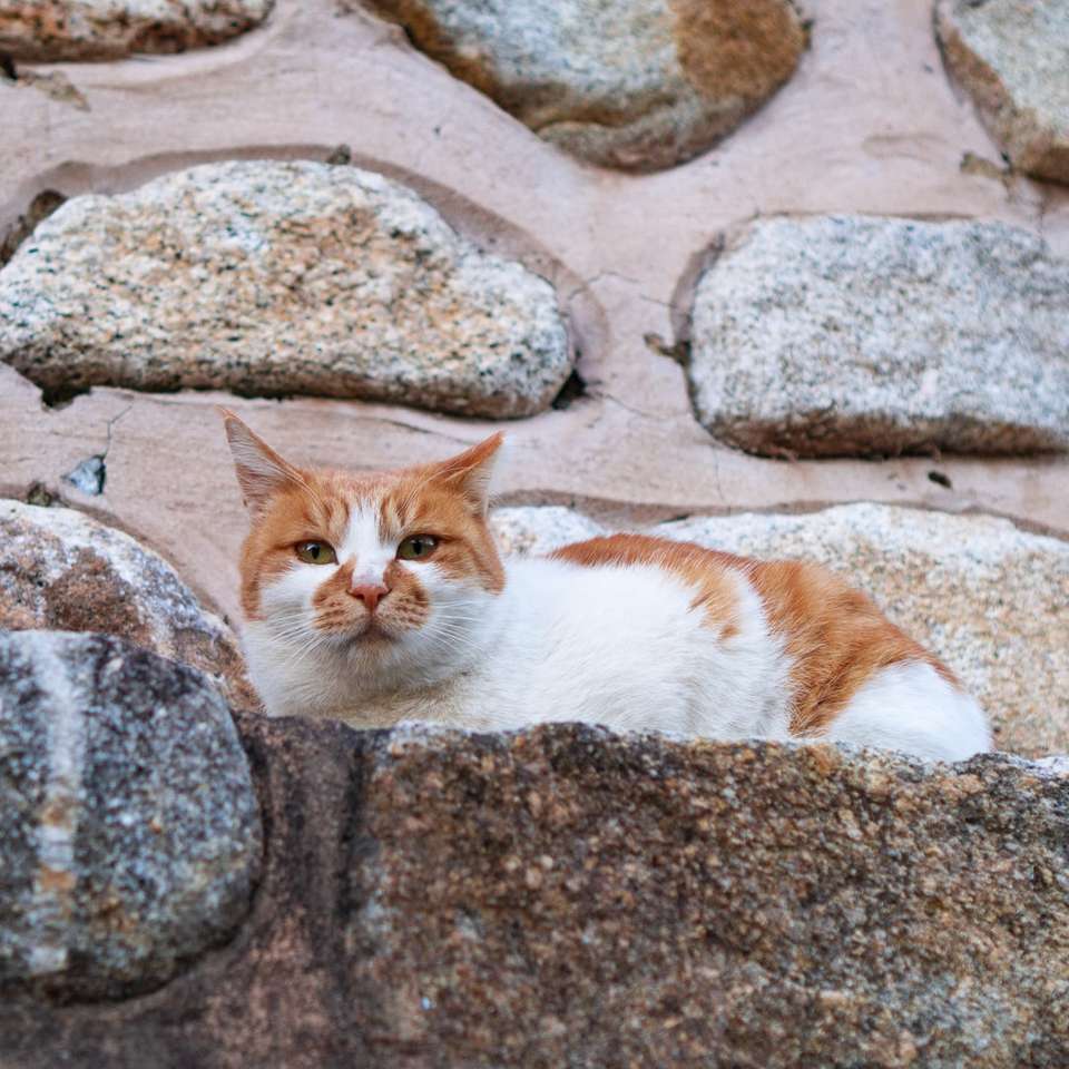 оранжева и бяла котка, лежаща на скала онлайн пъзел