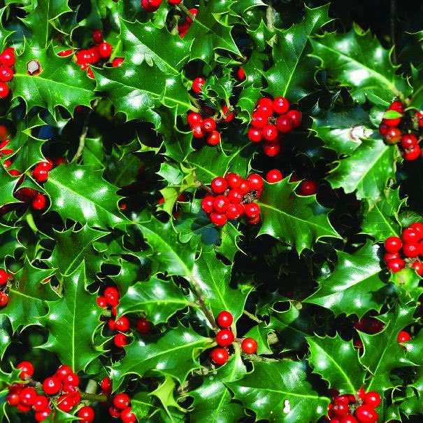 holly puzzle online