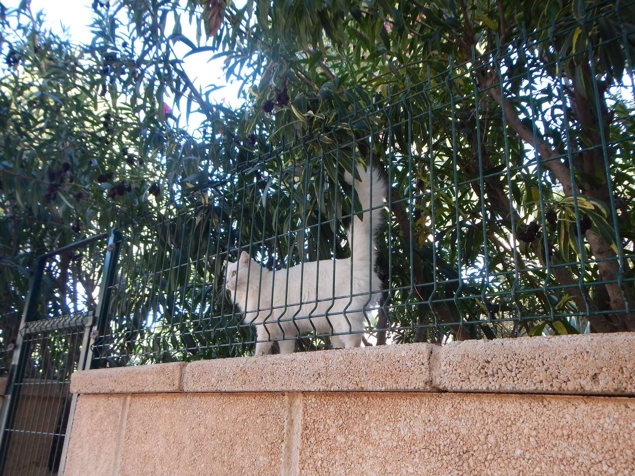 Котка зад оградата и на разходката. онлайн пъзел