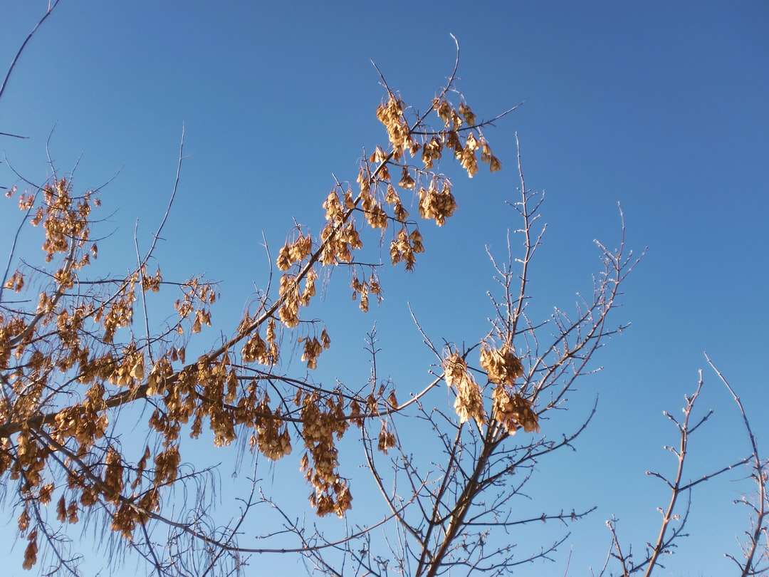 hnědý strom pod modrou oblohou během dne skládačky online