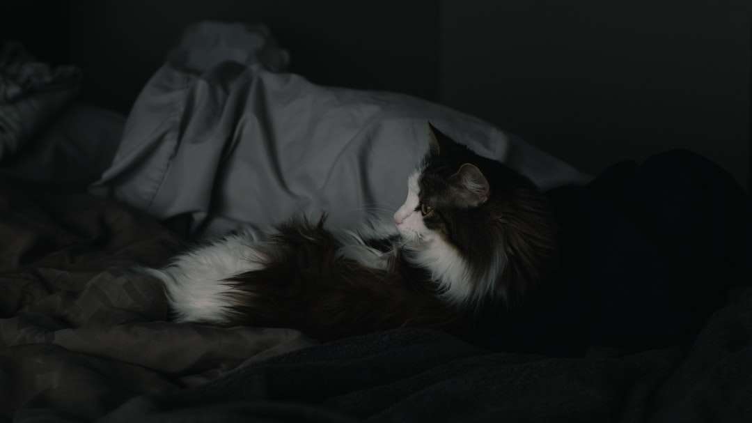 смокінг кіт лежав на ліжку пазл онлайн