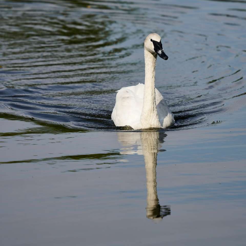 bílá labuť na vodě během dne skládačky online