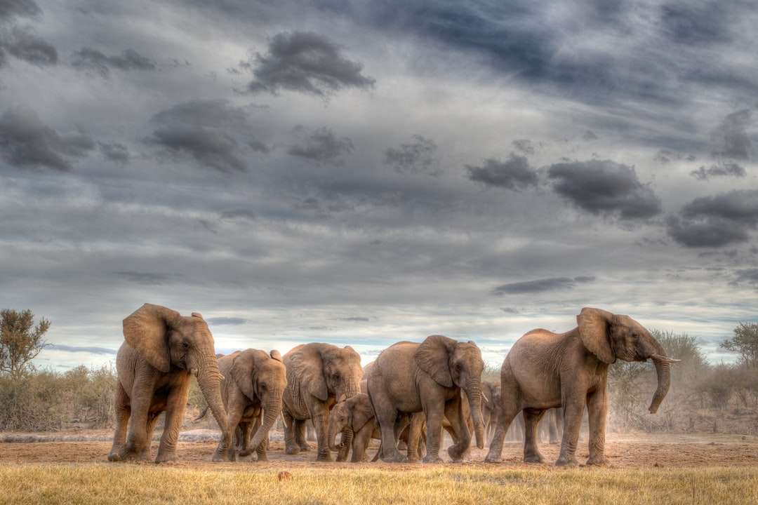 hnědý slon na hnědém poli pod šedými mraky online puzzle