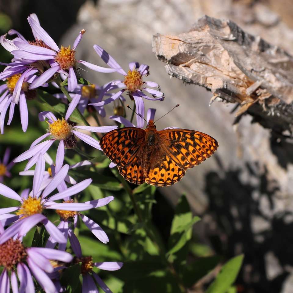 bruine en zwarte vlinder op paarse en witte bloem legpuzzel online