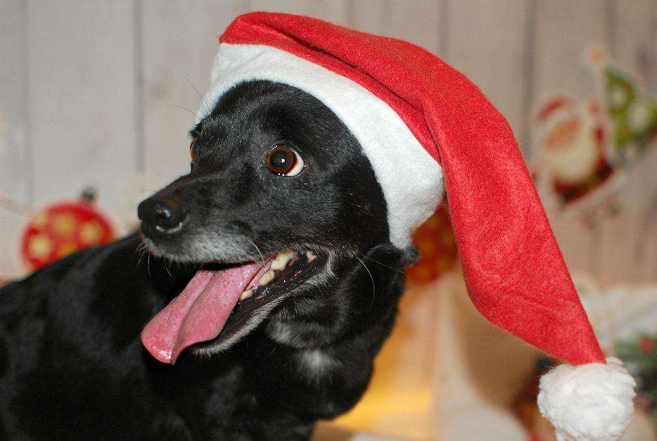 Рождественская собачка онлайн-пазл