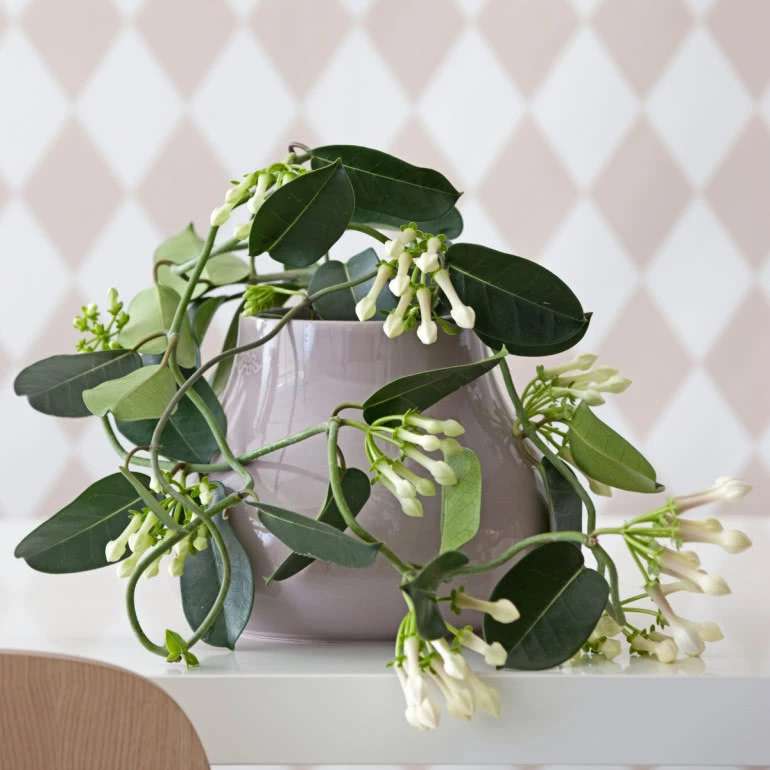 bouquet stephanotis puzzle en ligne