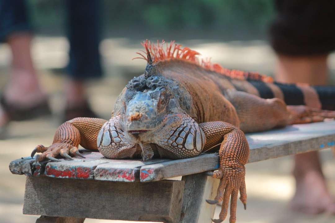 iguana maro și negru pe masă de lemn maro puzzle online