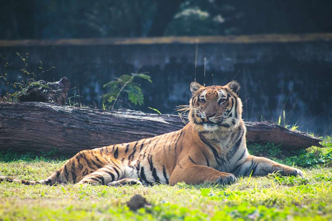 Tigre marrón acostado sobre la hierba verde durante el día rompecabezas en línea