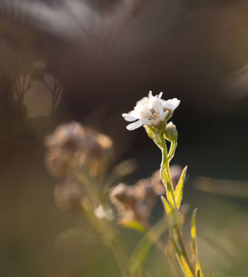 біла квітка в об'єктиві з нахилом онлайн пазл