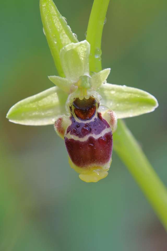 Orchidea spontanea Cilento Sa Italia puzzle online