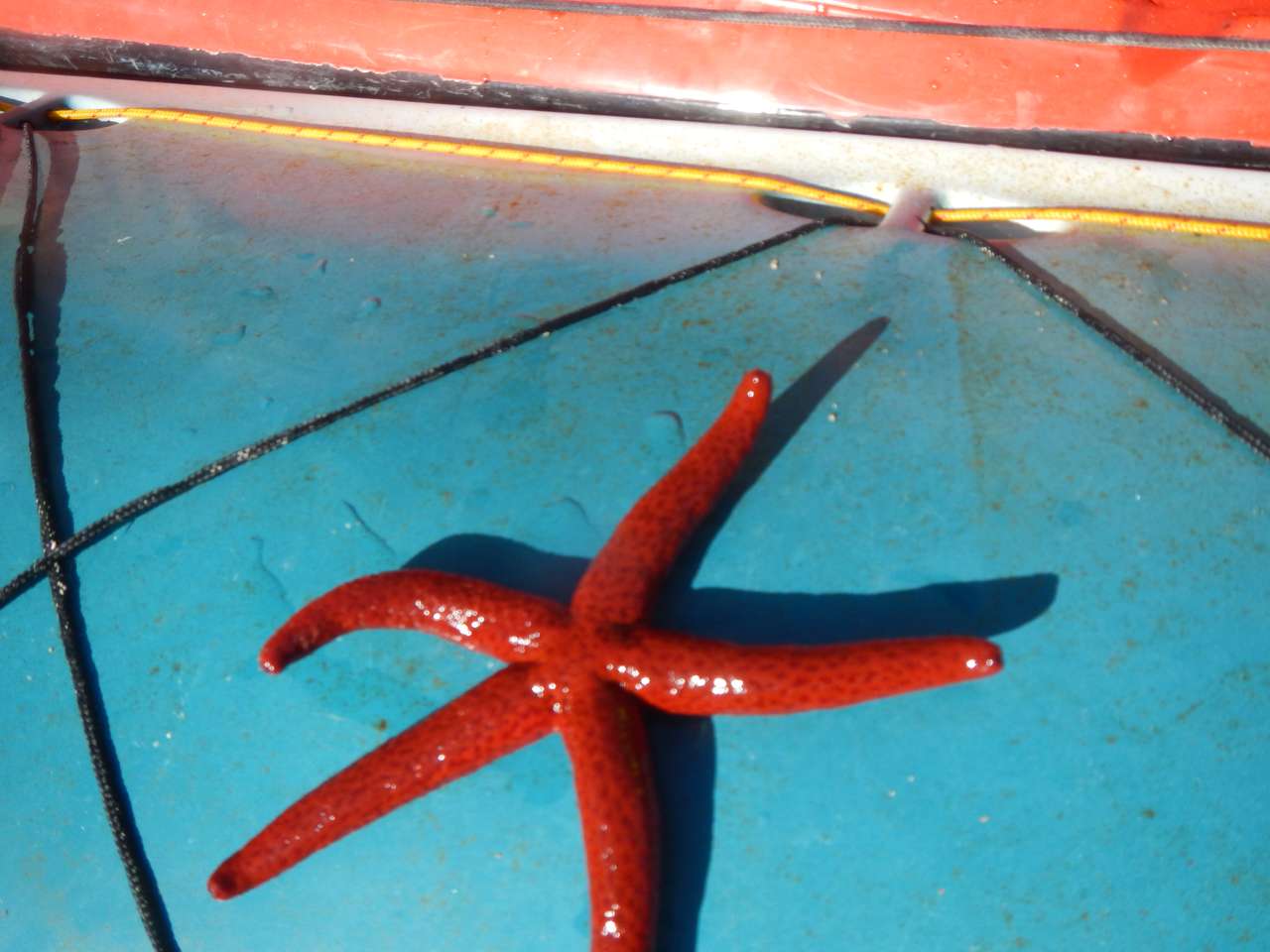 Sjöstjärna i Medelhavet. Pussel online
