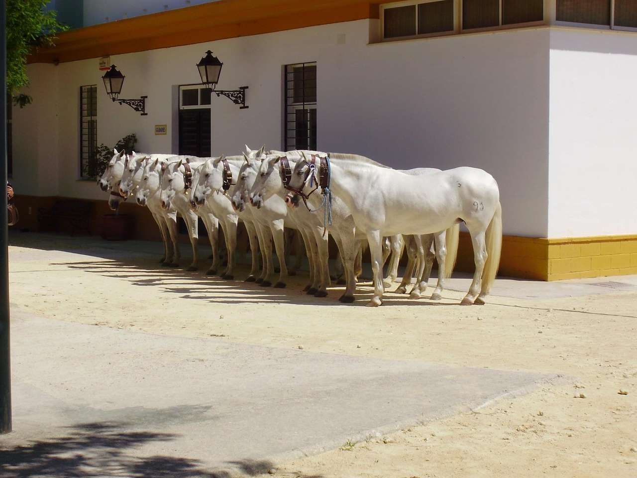 Andalusisch paard Spanje online puzzel