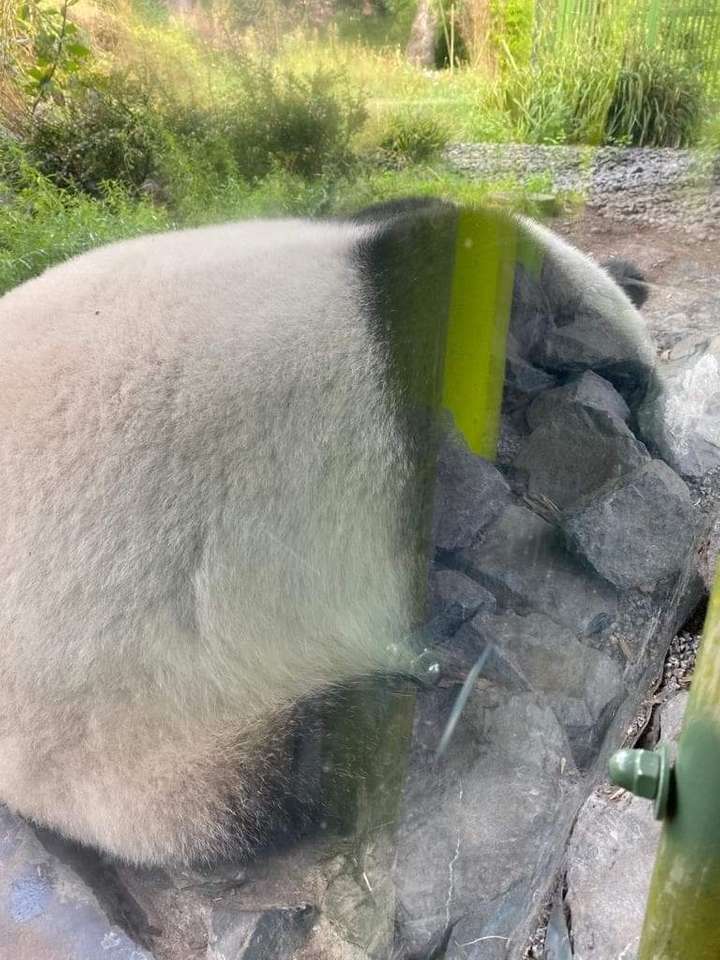 Panda älskare Pussel online