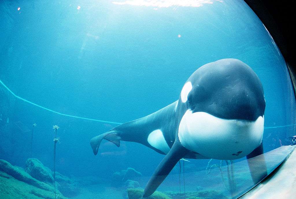 Keiko (φάλαινα δολοφόνος) παζλ online