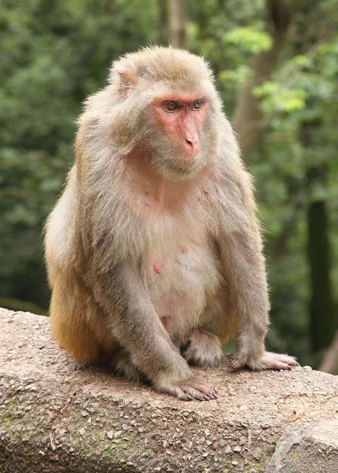 King macaque Pussel online