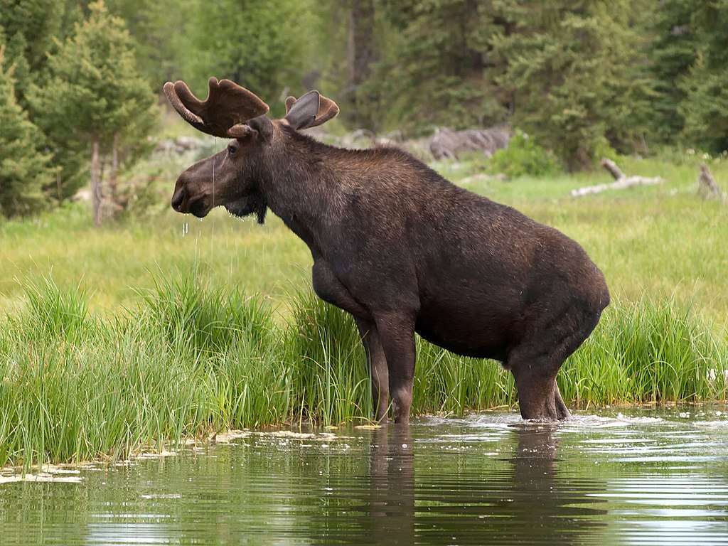 Moose........ jigsaw puzzle online